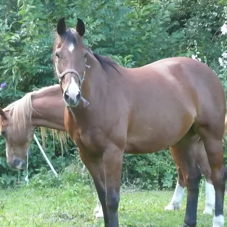 לינה וארוחת בוקר Manoir De Bois En