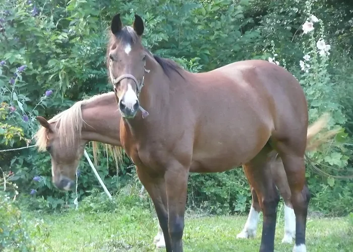 Couette-café Manoir De Bois En