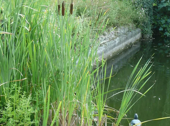 Manoir De Bois En * Ardres