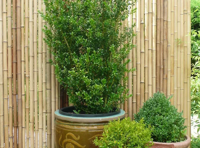 Couette-café Manoir De Bois En